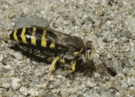 Bembix sp.